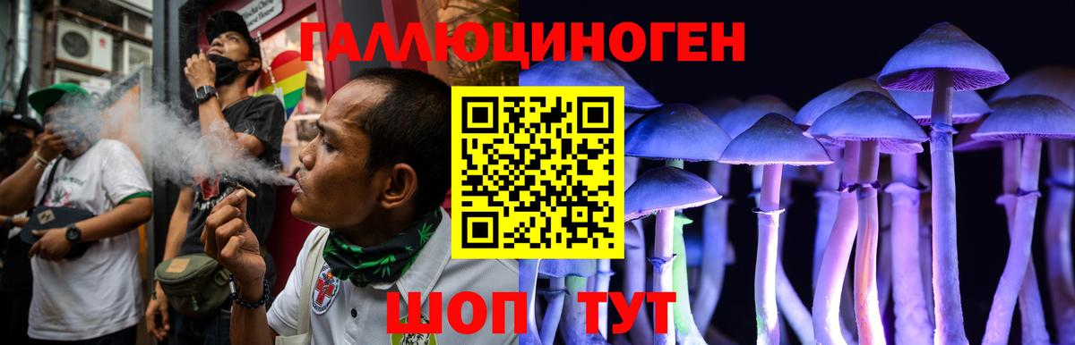 Галлюциногенные грибы Psilocybe Новороссийск
